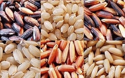 gao-lut-kien-ty-vi-duong-huyet1623067788 10 món cháo giúp kiện tỳ, dưỡng vị nên ăn vào mùa hè - Ảnh 2.