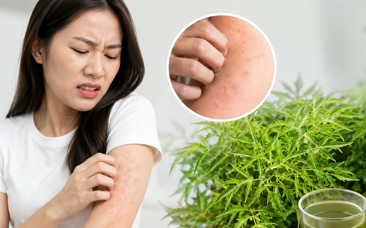 Khám Phá 5 Phương Pháp Dùng Lá Đinh Lăng Giúp Ngủ Ngon Hơn