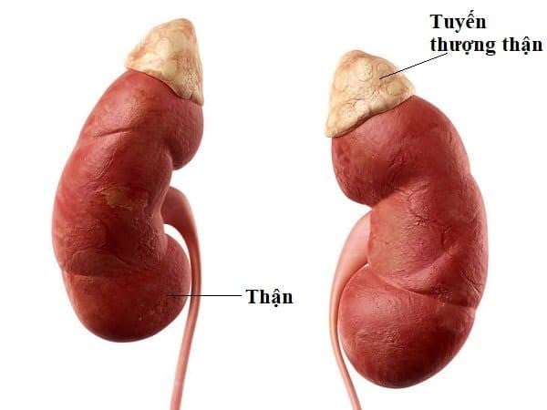 Dấu Hiệu Suy Tuyến Thượng Thận Ở Trẻ: Cha Mẹ Cần Lưu Ý Gì?