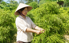 Những Thời Điểm Nên Tránh Uống Trà Xanh Cho Người Trên 50 Tuổi