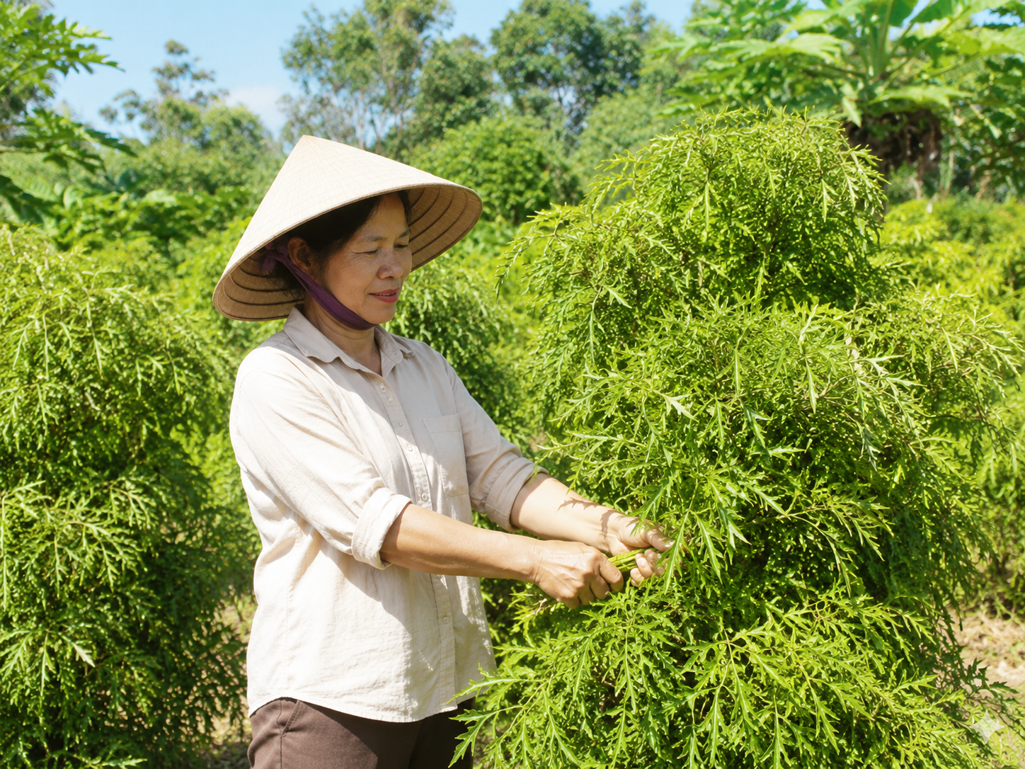 Cách hái lá đinh lăng đúng chuẩn để giữ trọn dược tính - Ảnh 1.