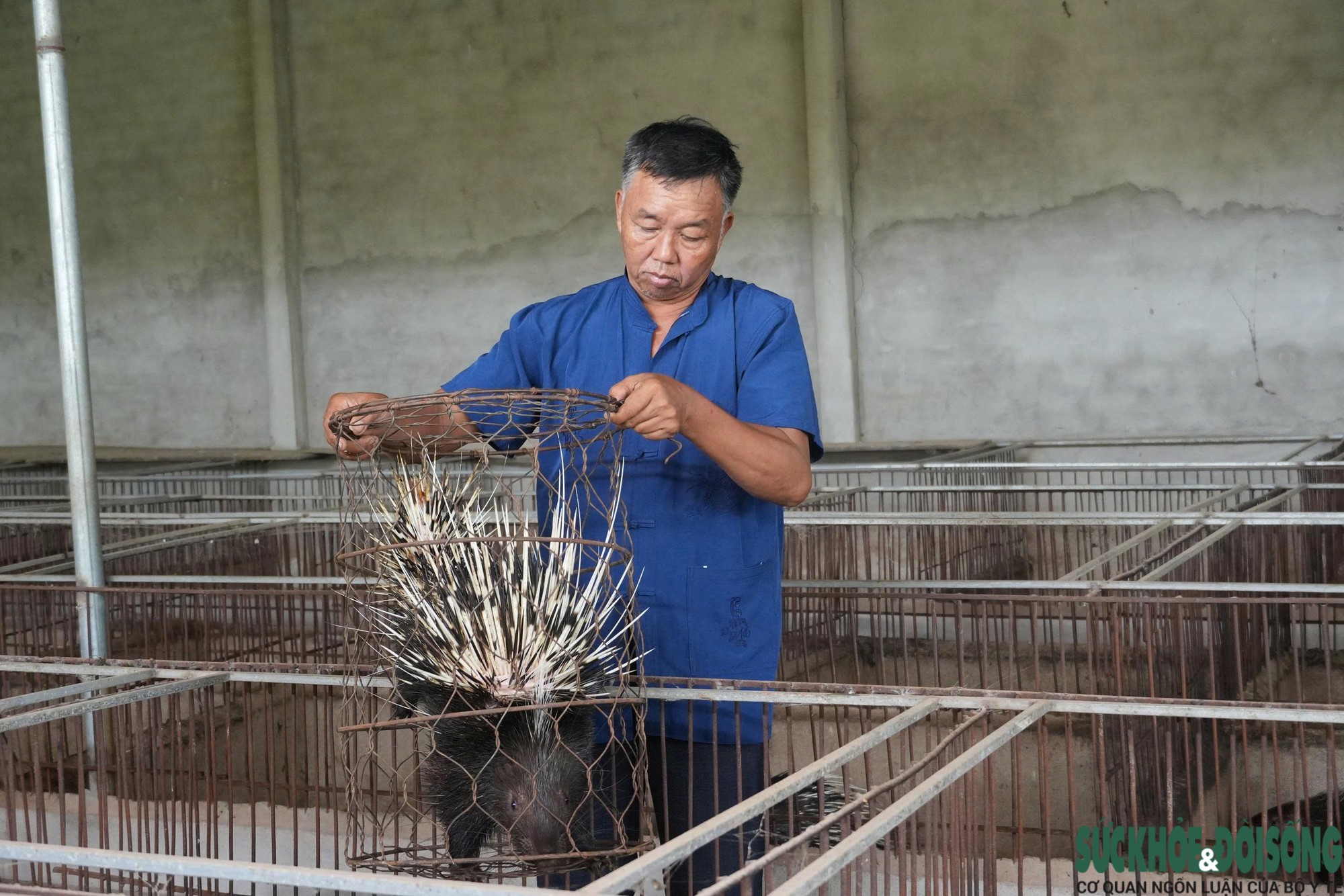 base64-17860741702771326872657 Đánh liều nuôi nhím, lão nông xứ Nghệ gây dựng đàn hơn 400 con, thu nửa tỷ đồng mỗi năm- Ảnh 3.