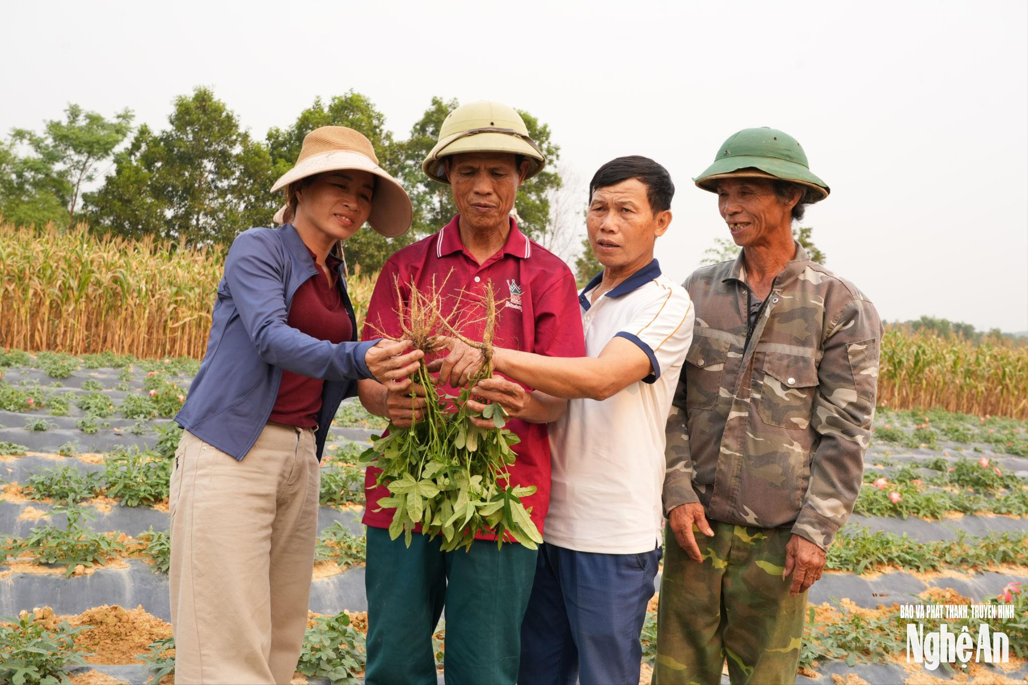 Nghệ An: Hành Trình Phát Triển Ngành Dược Liệu Bền Vững