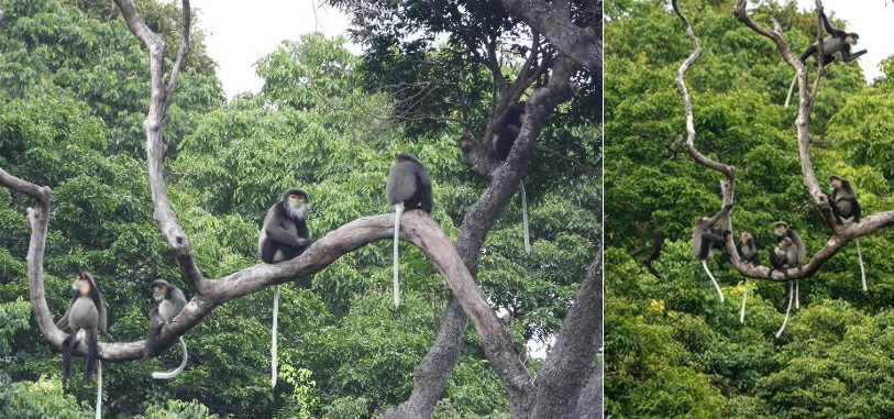 Khám Phá Các Loài Động Vật Quý Hiếm Trong Rừng Khánh Hòa- Ảnh 2.