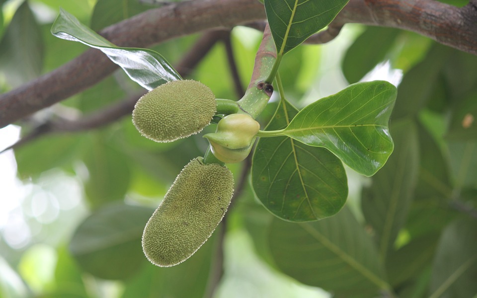 Khám Phá Công Dụng Tuyệt Vời Của Lá Mít Trong Y Học - Ảnh 3.