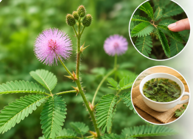 Cây xấu hổ có tác dụng chữa những bệnh gì? - Ảnh 1.