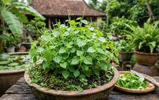 Khám Phá Lợi Ích Của Cơ Đùi Khỏe Mạnh Đối Với Sức Khỏe Tổng Thể