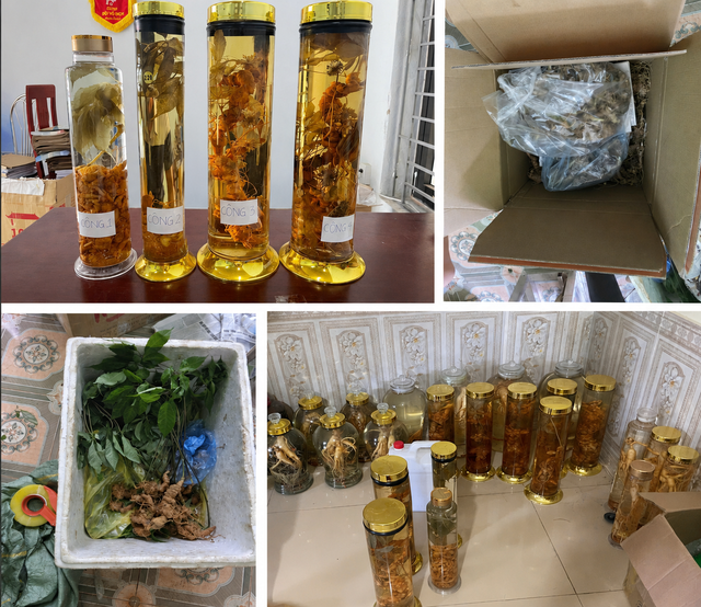 sam-ngoc-linh-tang-vat-1787676582056525629619-1787703998163-1787704001633772964389 Nữ TikToker vừa bị khởi tố lừa dối khách hàng bán Sâm Lai Châu gắn mác Sâm Ngọc Linh là ai?- Ảnh 2.