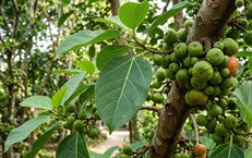 Khám Phá 9 Thói Quen Giúp Cải Thiện Giấc Ngủ và Sức Khỏe Não Bộ