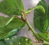 Biến mỗi buổi đi bộ thành bài tập thực thụ: Hướng dẫn tăng hiệu quả đi bộ hàng ngày