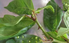Biến mỗi buổi đi bộ thành bài tập thực thụ: Hướng dẫn tăng hiệu quả đi bộ hàng ngày