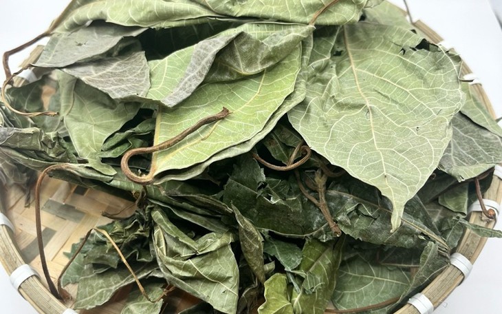 la-sung-kho-1761876524091617517083-166-0-666-800-crop-17618765330601806307115-1 Tác dụng khi dùng lá sung có nốt sần - Ảnh 2.