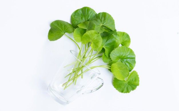 Cách dùng bơ hạt mỡ chăm sóc da và tóc - Ảnh 2.